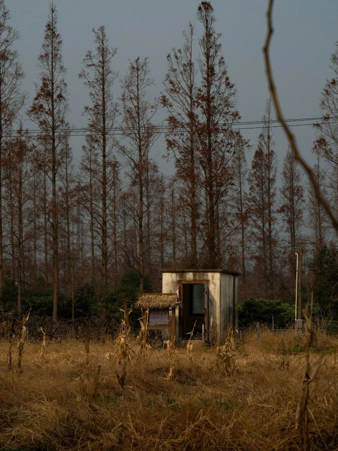 Small weathered shed in a dry field with tall trees.